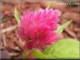 pink celosia pictures
