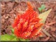 light red celosia