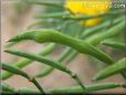 collard green seed pods pictures
