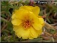 yellow moss rose flower