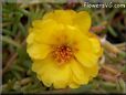 yellow moss rose flower