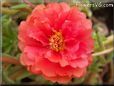 red moss rose flower