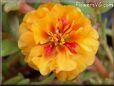 orange moss rose flower