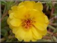 yellow moss rose flower