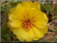 yellow moss rose flower