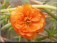 orange moss rose flower