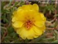 yellow moss rose flower