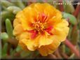 orange moss rose flower