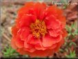 red moss rose flower