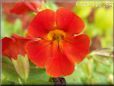red mimulus flower