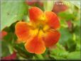 red yellow mimulus monkey flower