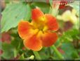 red yellow mimulus flower