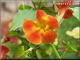 red yellow mimulus flower