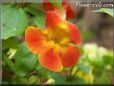 red yellow mimulus flower