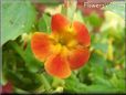 red yellow mimulus flower