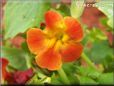 red yellow mimulus flower