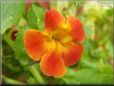 red yellow mimulus flower