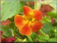 red yellow mimulus flower