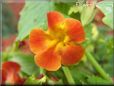 red yellow mimulus flower