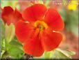 red mimulus monkey flower