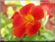 red mimulus flower