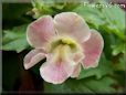 light pink mimulus flower