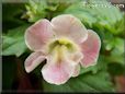 light pink mimulus flower
