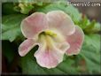 light pink mimulus flower