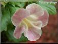 light pink mimulus flower