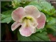 light pink mimulus flower