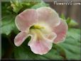light pink mimulus flower