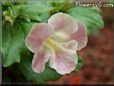 light pink mimulus flower