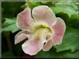 light pink mimulus monkey flower