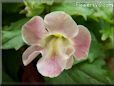 light pink mimulus flower