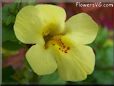 yellow mimulus monkey flower
