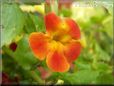 red yellow mimulus flower