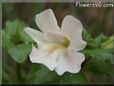 white mimulus flower
