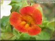 red yellow mimulus flower