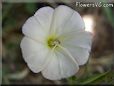 round white vine flower