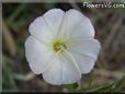 round white vine flower