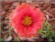 red moss rose flower