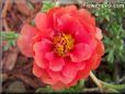 red moss rose flower