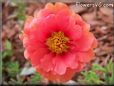 red moss rose flower