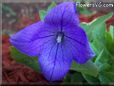 blue balloon flower