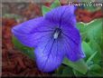 balloon flower