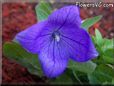 balloon flower