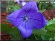 balloon flower