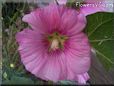hollyhock flower