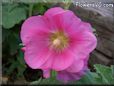 hollyhock flower