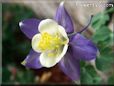 columbine  flower